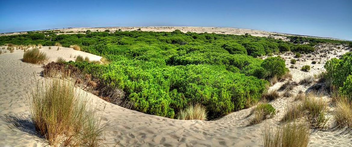 OASIS