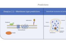 蛋白质语言模型多标签膜蛋白类型预测DeepLoc 2.1-网硕互联帮助中心