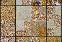 5种粮食害虫数据集4493张VOC+YOLO格式（已增强）-网硕互联帮助中心