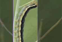 基于深度学习YOLO的智慧农业之农业害虫计算机视觉数据集 水稻病虫害识别 小麦病虫害识别 玉米病害识别 大豆虫害数据集 二化螟图像识别数据集-网硕互联帮助中心