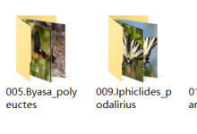 基于Pytorch框架的深度学习Vision Transformer神经网络蝴蝶分类识别系统源码-网硕互联帮助中心