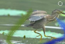 基于YOLO姿态检测实现vaptcha手势验证码训练识别全过程-网硕互联帮助中心