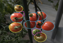 基于yolo26的番茄成熟度识别 西红柿成熟度检测数据集 农产品品质分级自动化算法 农业生产中果实成熟度批量检测 深度学习图像分割第10412期(数据集+模型+代码)-网硕互联帮助中心