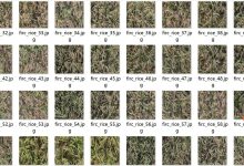 无人机视角水稻稻穗检测数据集VOC+YOLO格式2185张1类别-网硕互联帮助中心