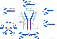 多克隆抗体原料在生物检测中有何独特价值？-网硕互联帮助中心