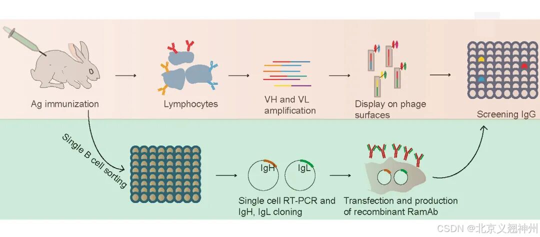 兔单抗制备技术