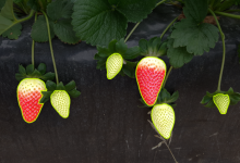 基于深度学习YOLO26算法的草莓采摘点图像分割识别 智慧农业之草莓生长状态监测 草莓自动采摘引导 草莓种植智能化管理第10493期-网硕互联帮助中心