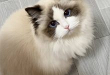 全面认识嵌入模型 (Embedding Models) —— 从原理到落地实战-网硕互联帮助中心