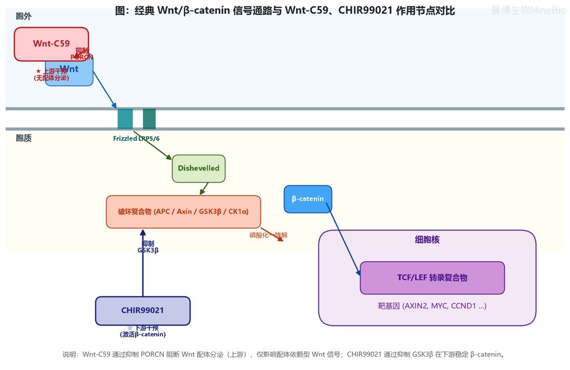 经典Wnt信号及Wnt-C59和CHIR99021作用节点
