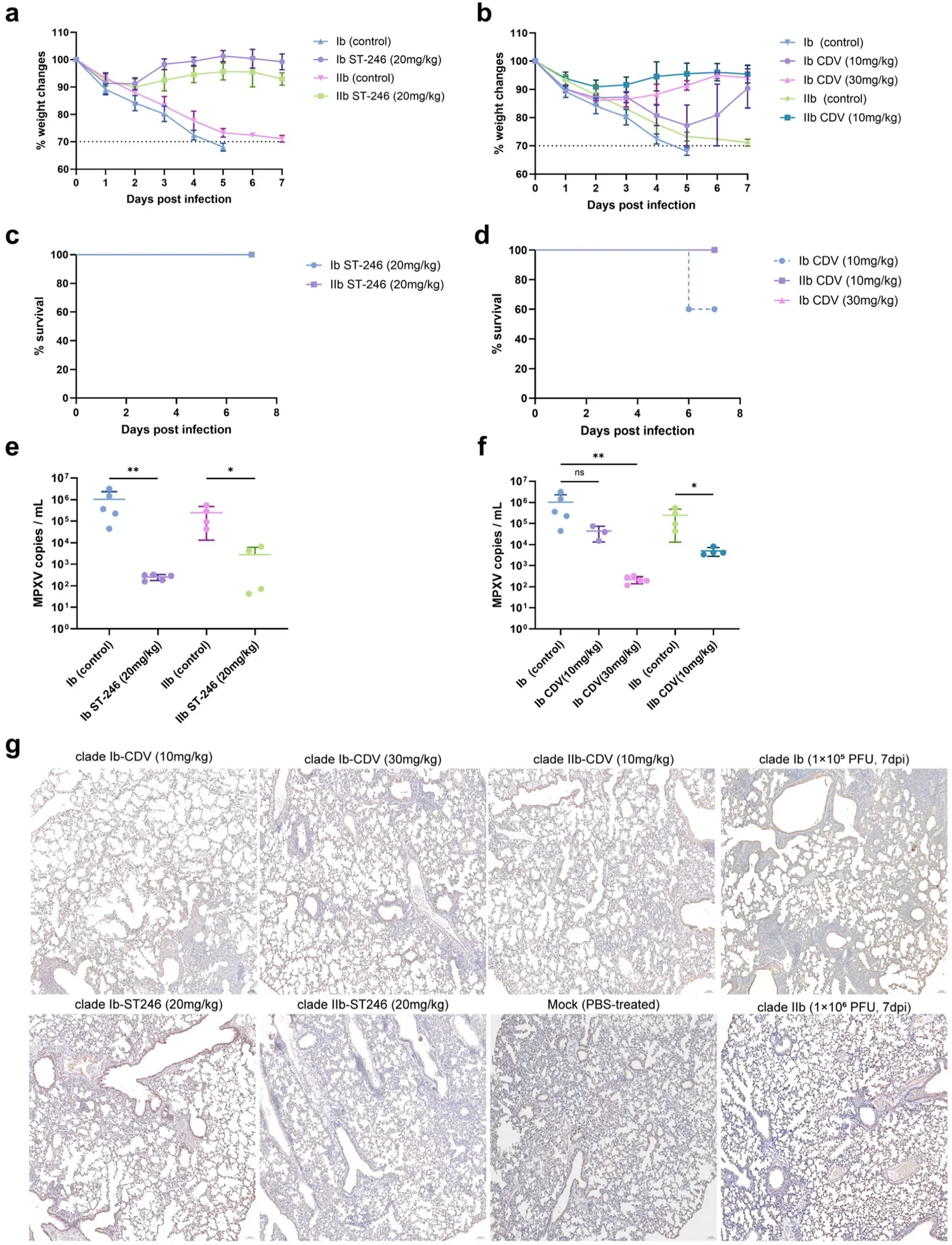 图4 tecovirimat对两clade均有效,而cidofovir需更高剂量才能保护clade Ib感染小鼠